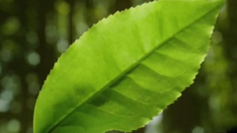 大益茶2013年度品牌广告